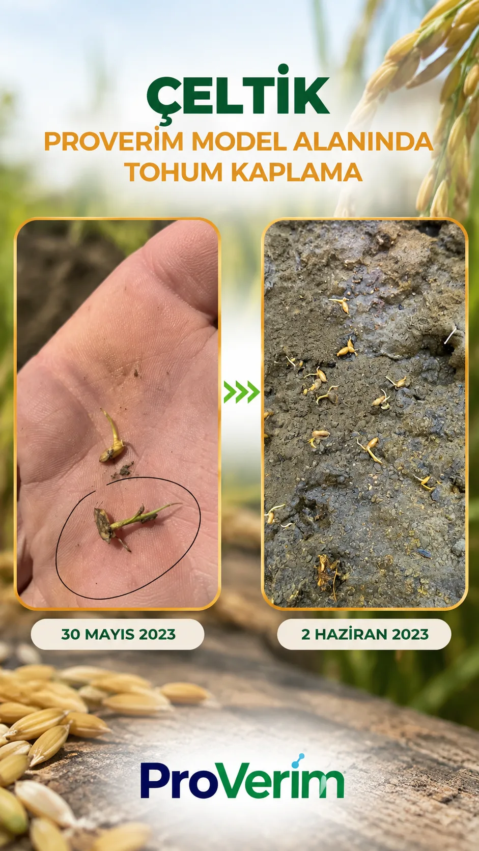 Çeltikte Proverim model alanında tohum kaplama — 30 Mayıs ve 2 Haziran 2023 arasındaki çıkış karşılaştırması